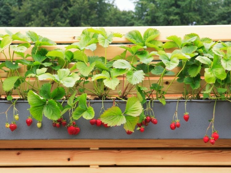 erdbeeren obst gemuese nussfrucht blumenkasten balkon pflanzen