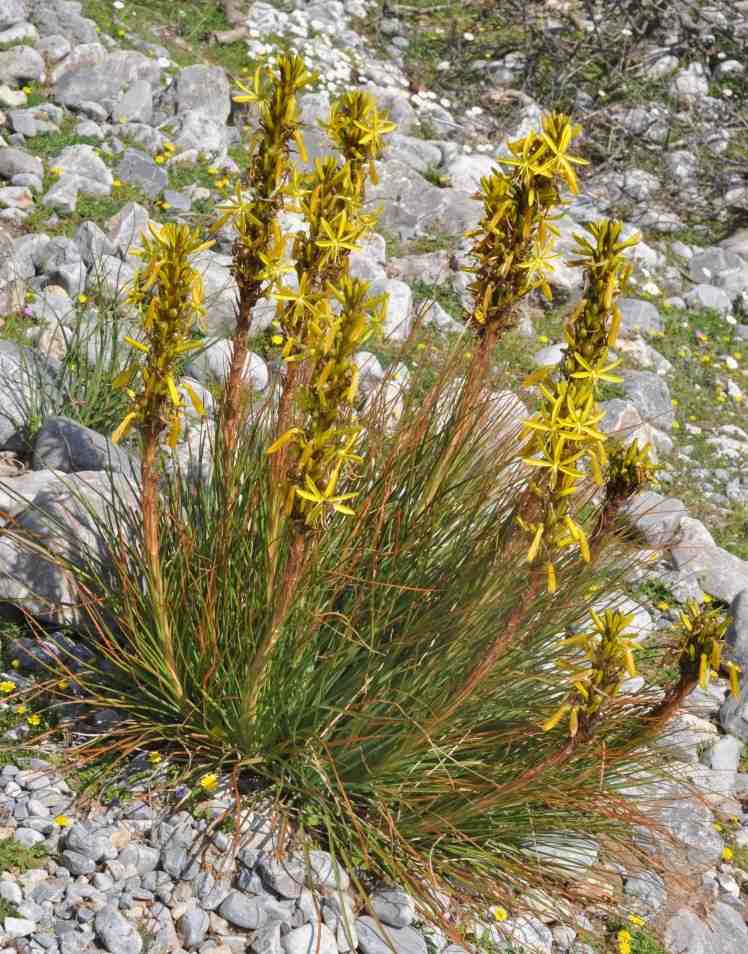 gelb-bluhende-stauden-steingarten-Junkerlilie-Asphodeline-lutea