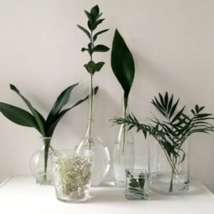 idee fruehling deko aus grünen pflanzen vasen glas schleierkraut