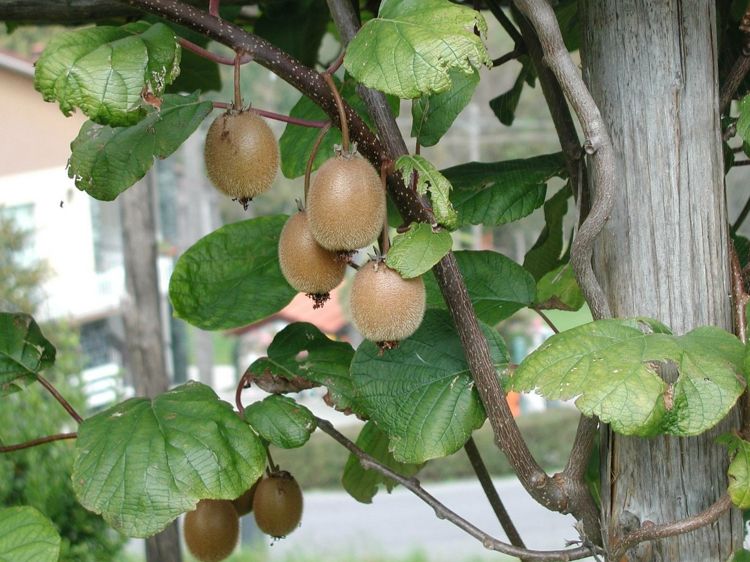kiwi pflanze obstgarten pflege im dezember frucht