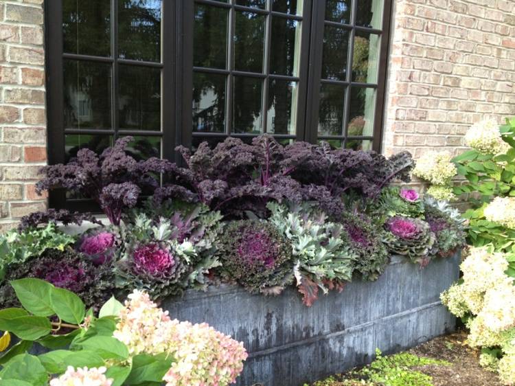 kohl pflanzen blumenkasten dekorativ idee outdoor gestaltung blumen