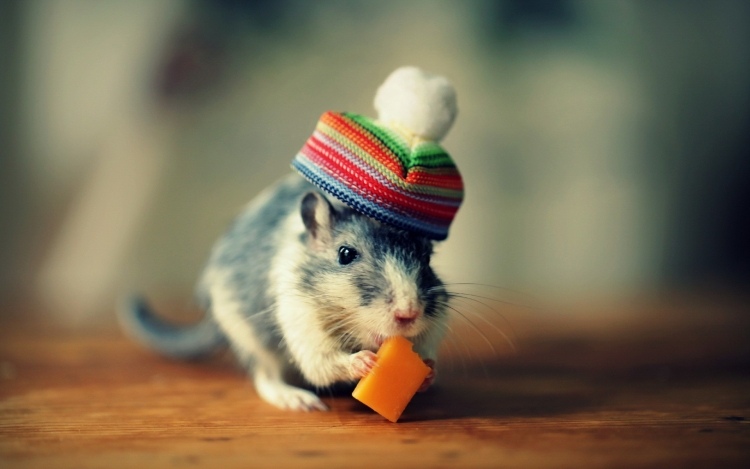 lustige-Tierbilder-Hamster-Geburtstagskarte