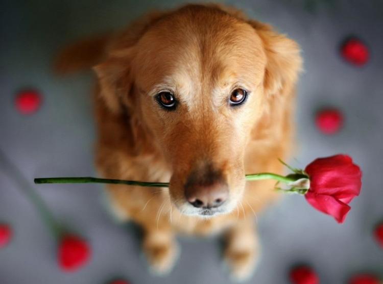lustige-Tierbilder-Hund-haelt-Rose