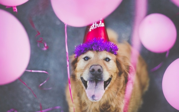 lustige-tierbilder-grusskarten-pink-hund-geburtstag-party-ballons