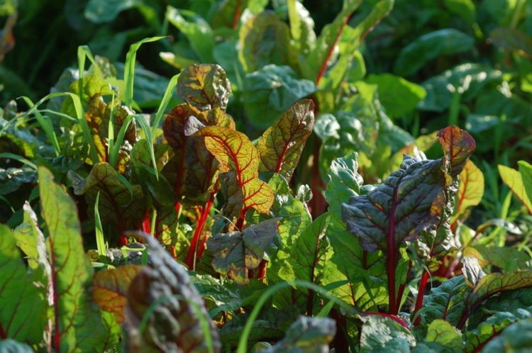 mangold salat rot gruen blaetter gemuese pflegen tipps pflanzen