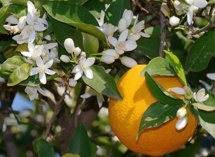 orange zitrus baum frucht blumen mit duft weisse blueten