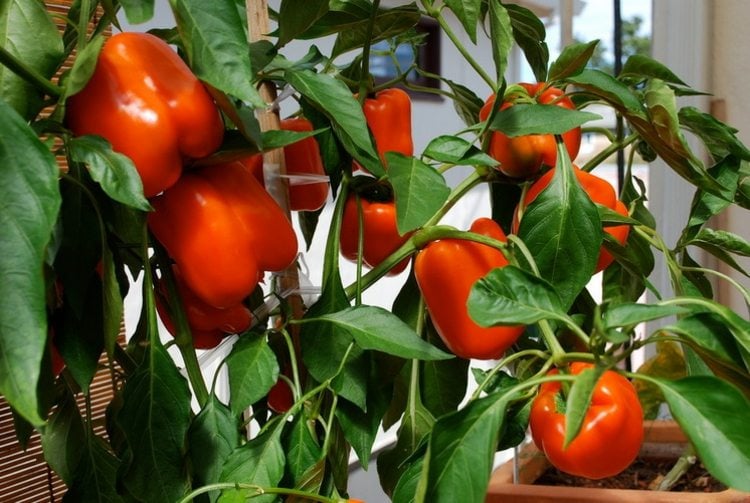 paprika gemüse pflanzen rot blumentopf blaetter garten idee