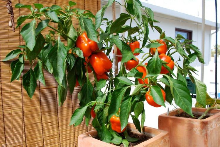 paprika pflanzen gemüse im blumentopf balkon idee