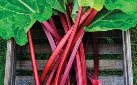 rhabarber pflanzen tipps garten blaetter staengel kiste holz