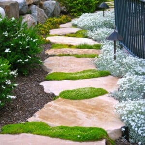 stein weg im garten fugen moos natur design zaun steingarten