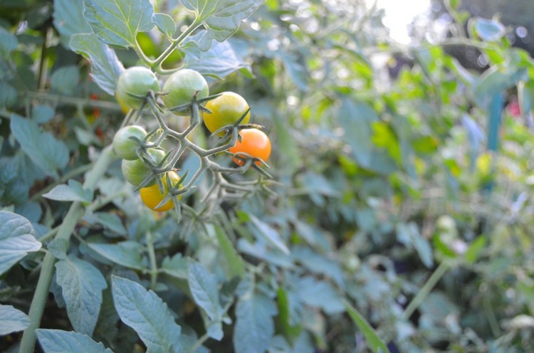 tomaten gemüse pflanzen garten tipps pflege gesund anfaenger