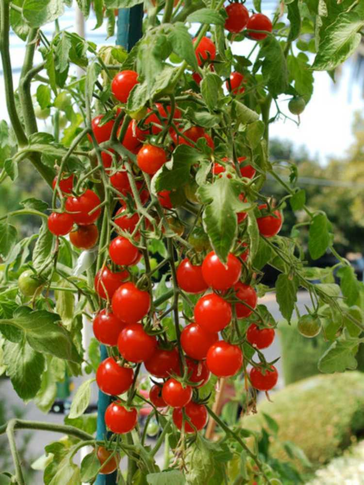 tomaten pflanzen cherry garten idee balkon blumentopf tipps