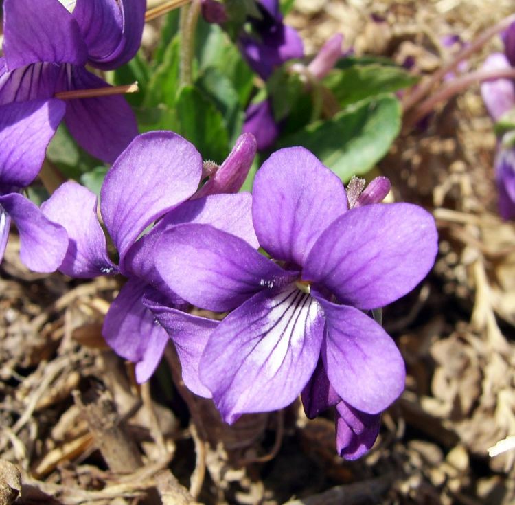 veilchen steingarten gestalten bluete violett idee pflanze