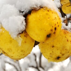 wilder apfel gelb obstgarten pflege im dezember schnee