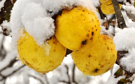 wilder apfel gelb obstgarten pflege im dezember schnee