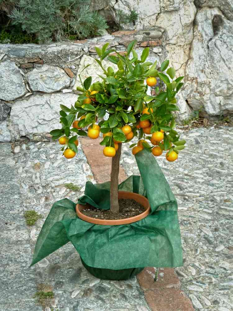 zwergzitrusbaum zitrone blumentopf idee pflanzen tipps balkongarten