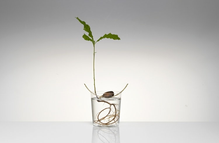 baum im glas deko idee eiche pflanzen modern