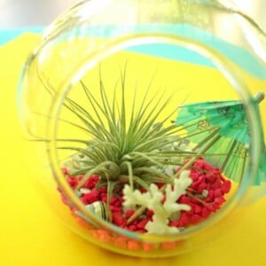 pflanze terrarium diy glaskugel gestaltung deko idee wohnung arrangement