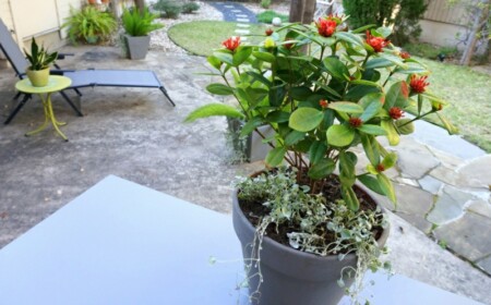 pflege garten tipps terrasse blumentopf grau chaiselonge beistelltisch