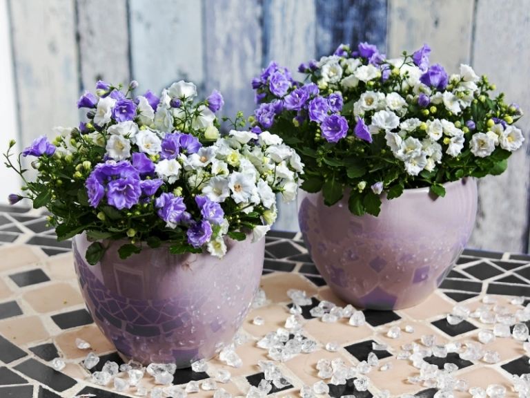 Bluetenpracht-Balkon-Blumen-Pflanzkuebel-kombinieren