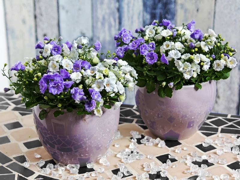 Bluetenpracht-Balkon-Blumen-Pflanzkuebel-kombinieren