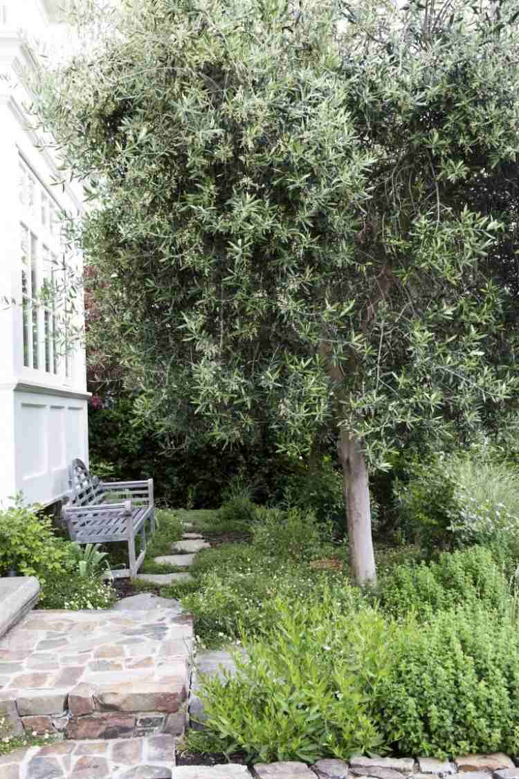 mediterrane-gartengestaltung-olivenbaum-bank-pflaster-stufen-haus