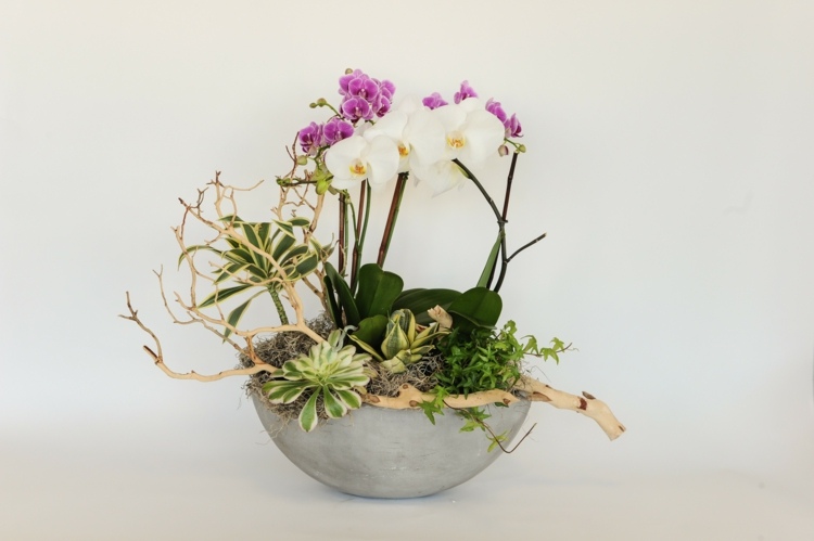 orchideen deko und arrangements exotisch schale treibholz sukkulente