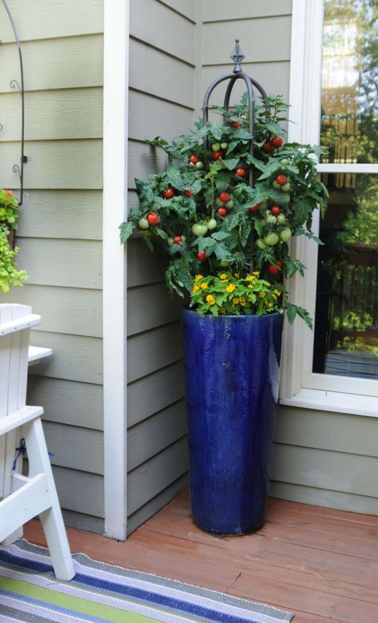 Pflanzen in Töpfen und Kübeln terrasse-tomaten-sterntalerblume-melampodium