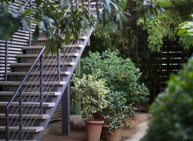 Pflanzen in Töpfen und Kübeln terrasse-zwergbaume-zitrone