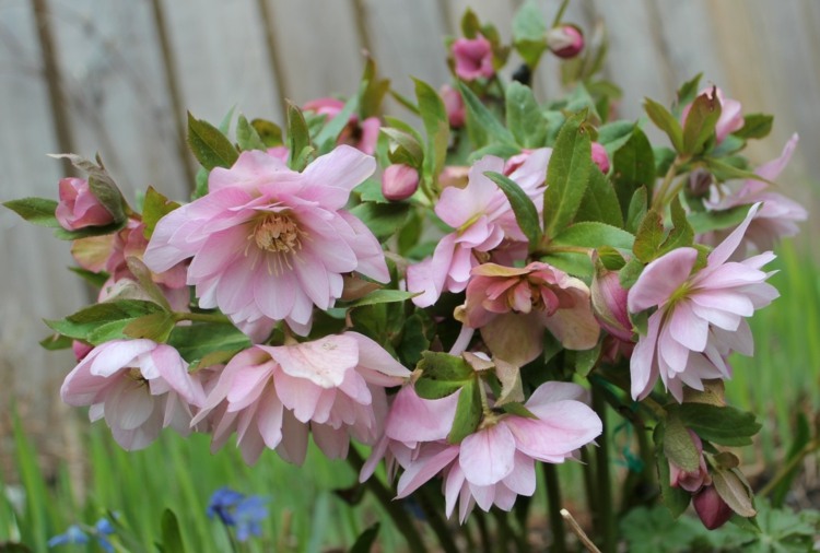 pflege pflanzen christrose rosa schutz tipps