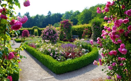 planen garten rosen pink hecke buesche dekoration