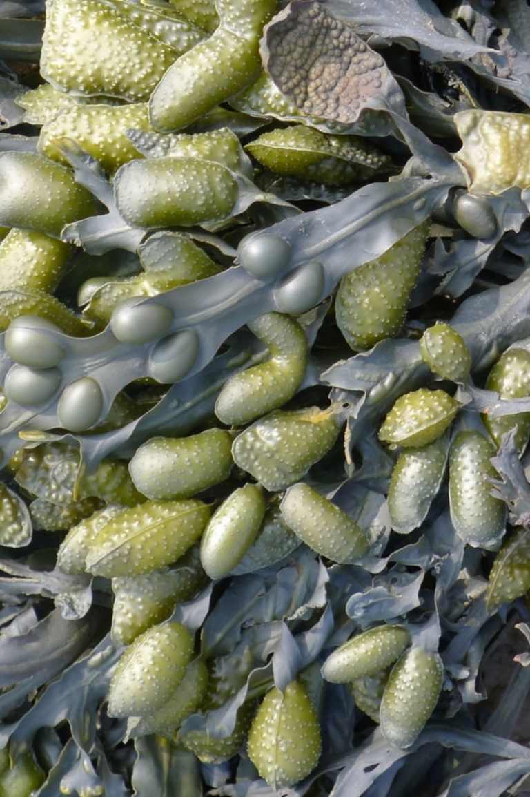 teppich-design-seaweed-ross-lovegrove-designer-modern-realistisch-wasser-algen