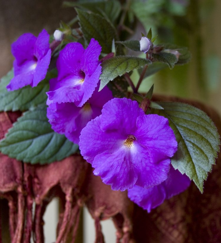 zimmer balkonpflanzen achimenes violett blume blaetter