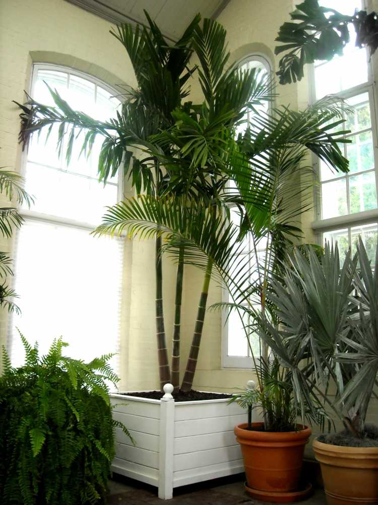 zimmer balkonpflanzen palmen pflege winter holz pflanzkuebel weiss