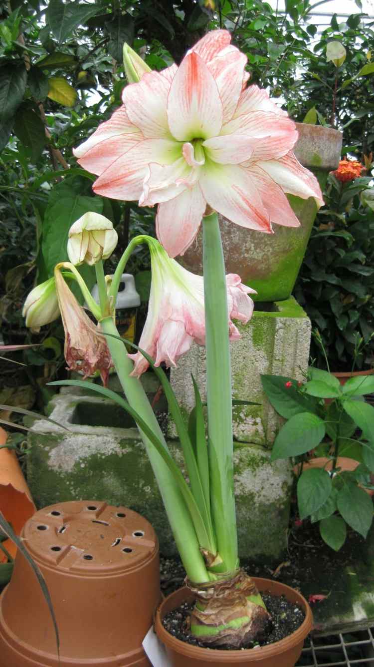 zimmer und balkonpflanzen amaryllis rosa weiss bluete tontopf
