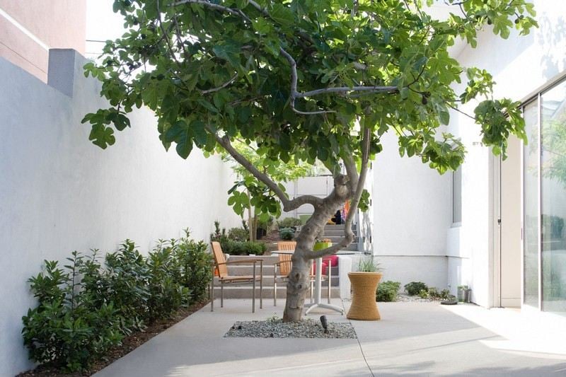 Kleiner-Garten-modern-Baum-Stuehle-Betonmauer