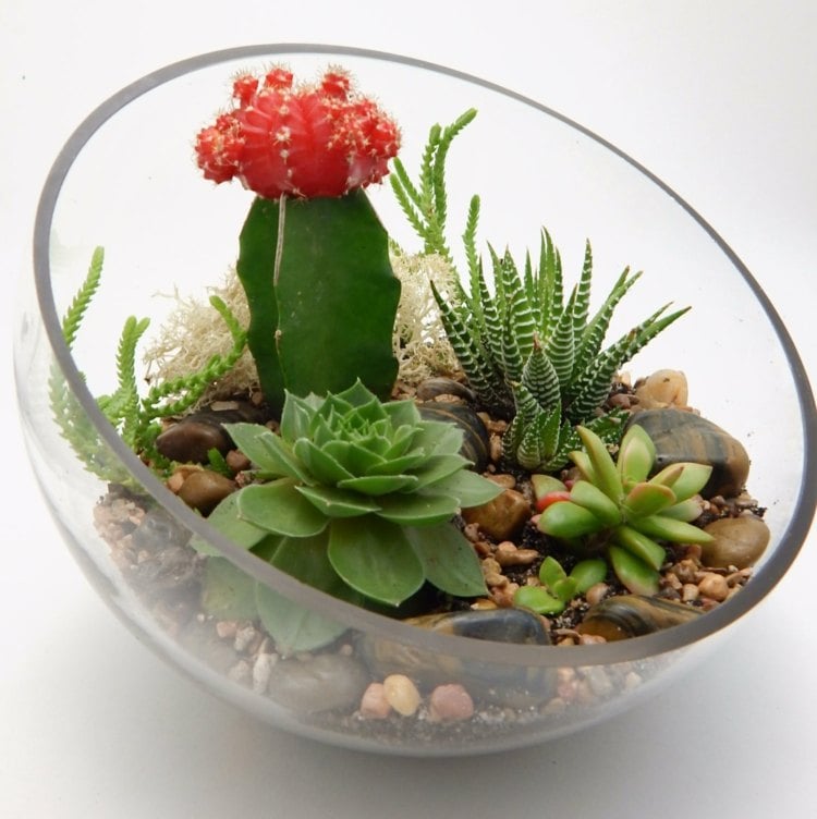 arrangement sukkulenten glas kugel kaktus bluete rot pflege tipps