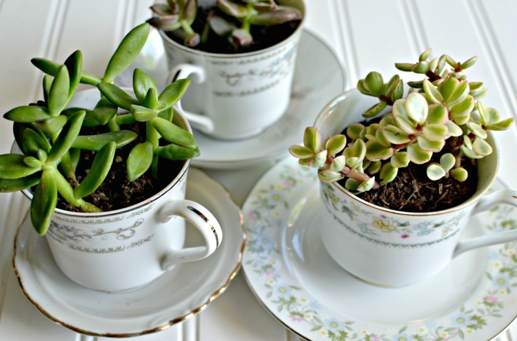 arrangement sukkulenten teetasse gestaltung blumentopf vintage untertasse