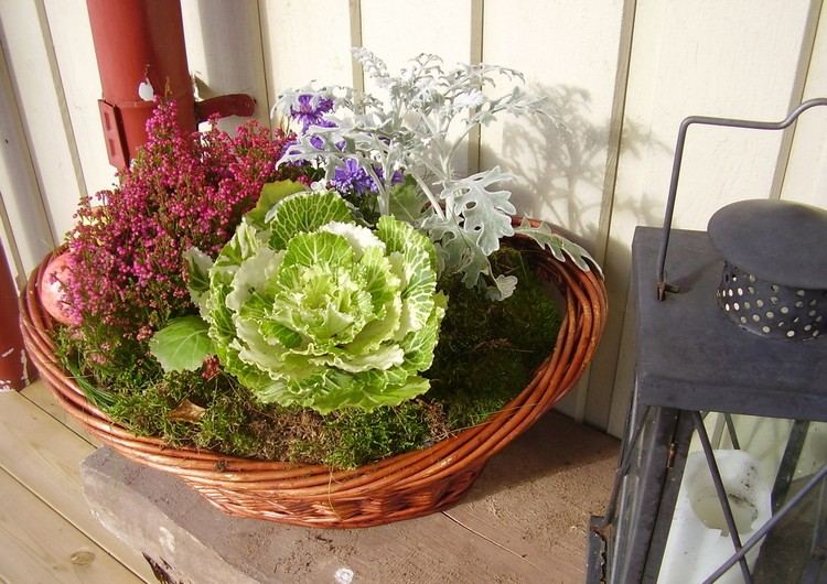 balkon-herbstlich-dekorieren-ideen-arrangement-korb-zierkohl-moss-herbstpflanzen