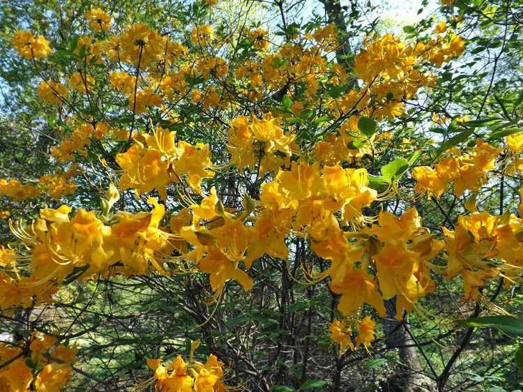 feng-shui-garten-pflanzen-erde-Rhododendron-Admiral-Semmes