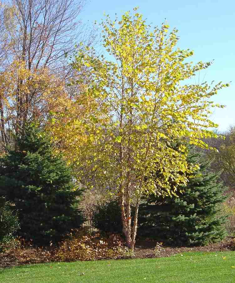 feng-shui-garten-pflanzen-erde-element-Betula-nigra-schwarz-birke-gelbes-laub