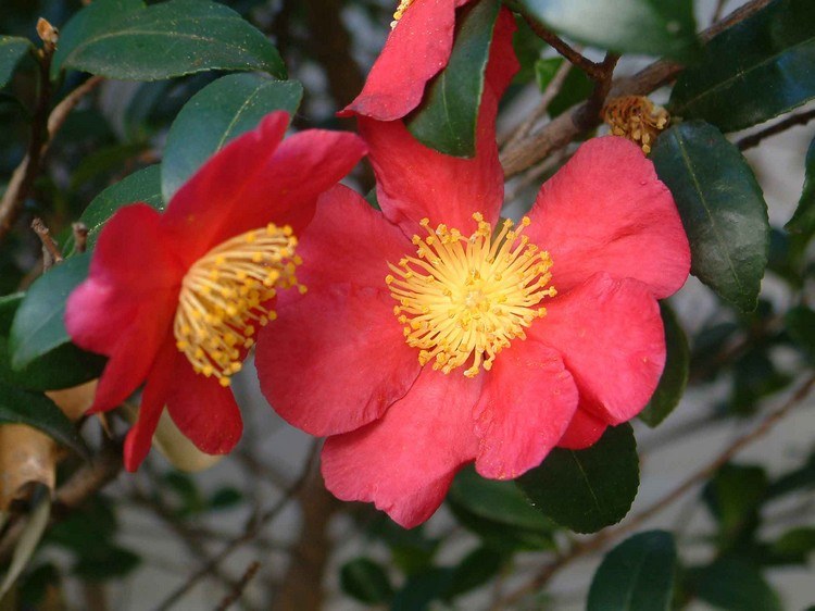 feng-shui-garten-pflanzen-feuer-element-kamelie-Camellia-sasanqua