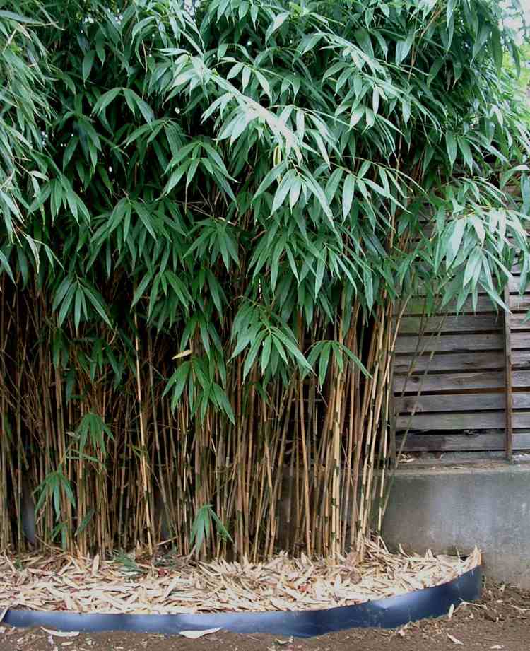 feng-shui-garten-pflanzen-holz-pfeilbambus-Pseudosasa-japanoca