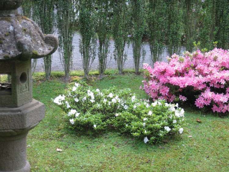feng-shui-garten-pflanzen-metall-weiss-Rhododendron-Gumpo
