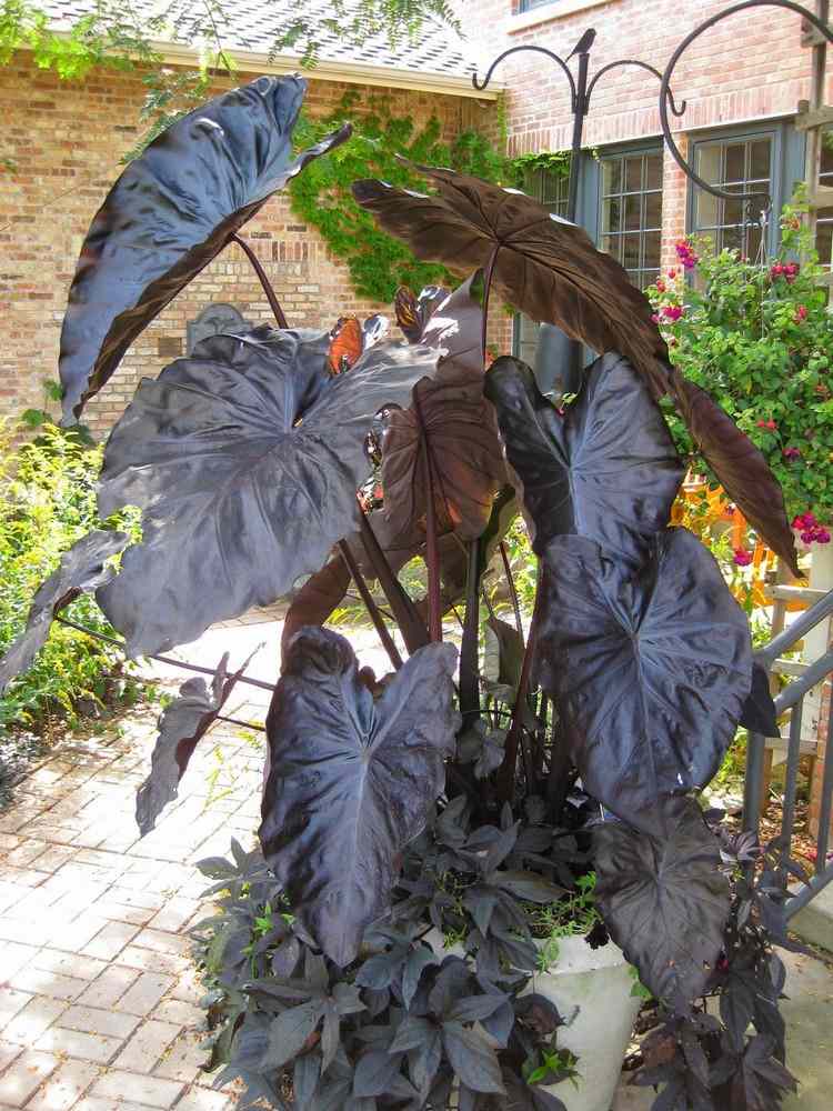 Feng Shui im Garten pflanzen-wasser-element-taro-Colocasia-esculenta