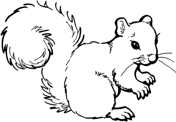 xerus squirrel coloring pages - photo #10