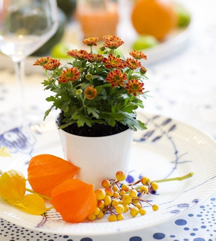 tischdeko-herbst-idee-kleine-topfplanze-gastgeschenk-chrysanthemen-lampionblumen