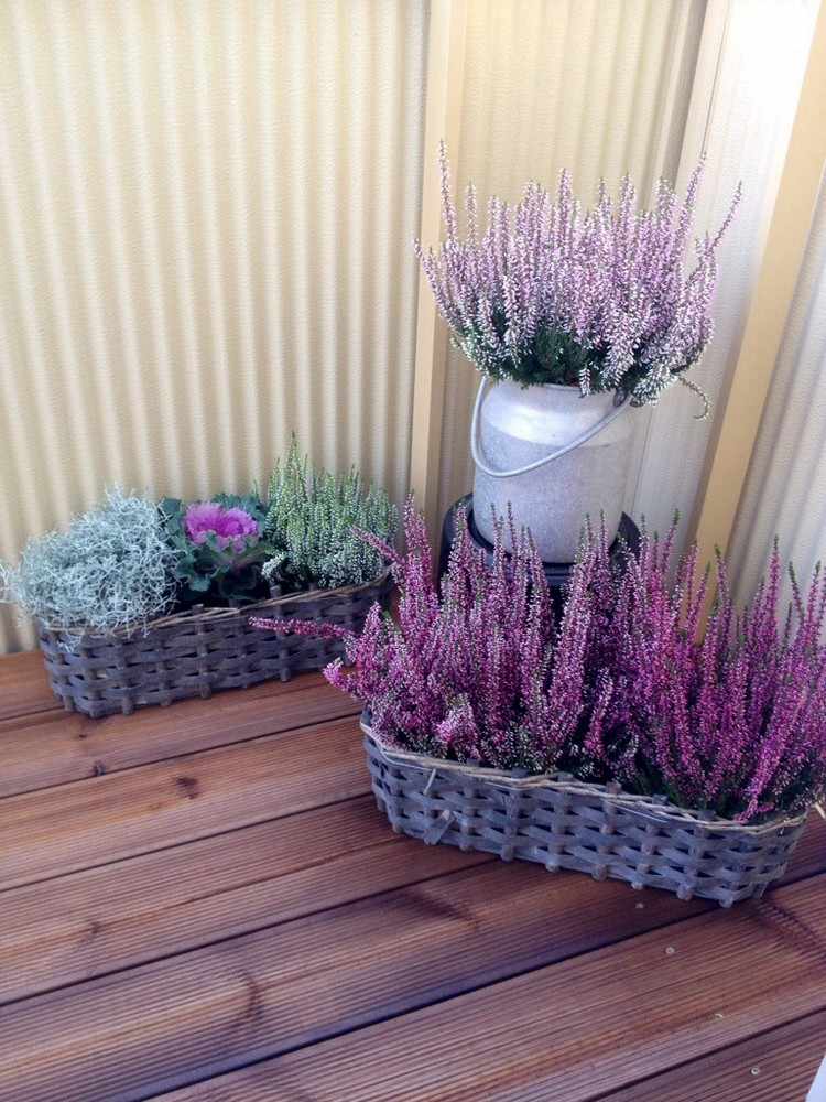 erika-heidekraut-herbst-deko-balkon-koerbchen-arrangements-andere-pflanzen