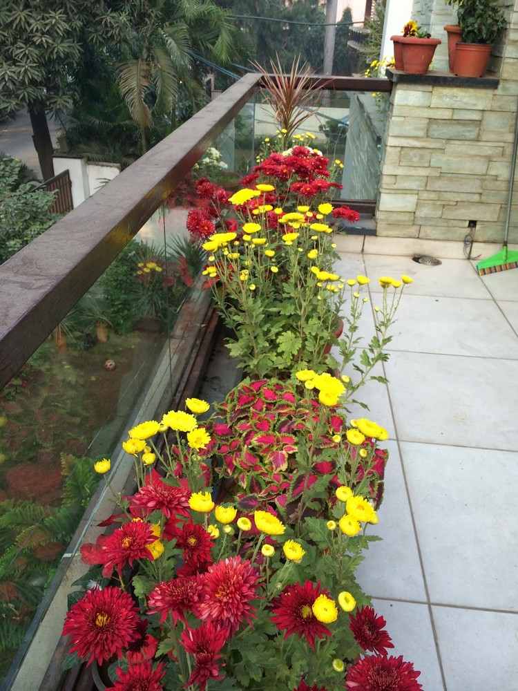 herbst-pflanzen-balkon-chrysanthemen-rot-gelb