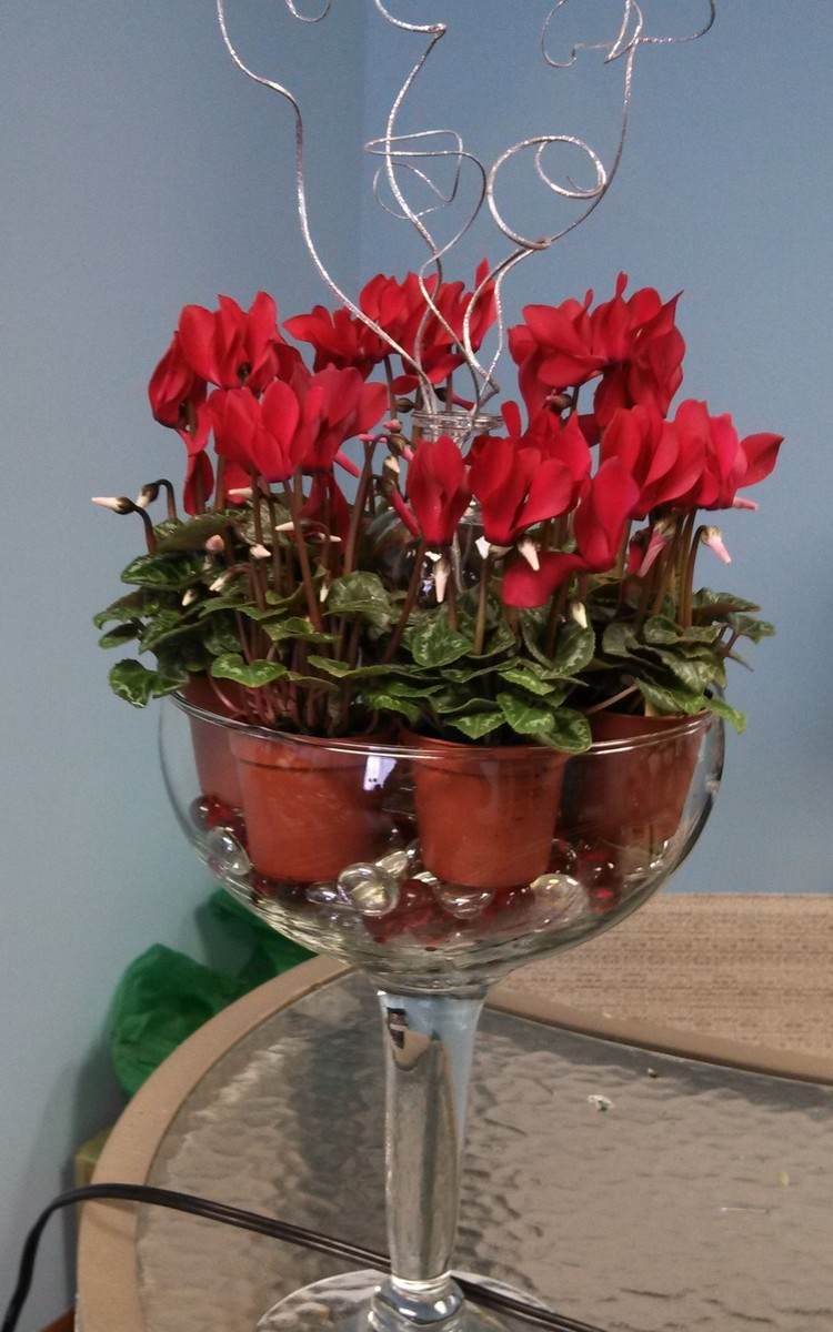 herbst-pflanzen-rote-alpenveilchen-glasvase-glasperlen